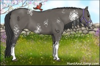 Horse Color:White Spotted Grullo 