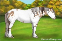 Horse Color:Amber Champagne Appaloosa  and Amber Champagne Appaloosa 
