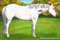 Horse Color:Bay Splash Tobiano
