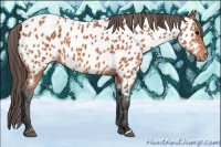 Horse Color:Bay Near Leopard 