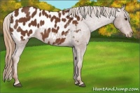 Horse Color:Chestnut Appaloosa 