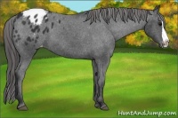 Horse Color:Black Splash Appaloosa 