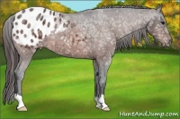 Horse Color:Bay Ice Appaloosa 