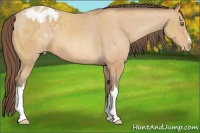 Horse Color:Amber Champagne Appaloosa 