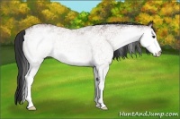 Horse Color:White Spotted Bay 