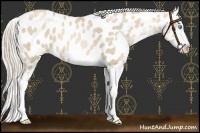 Horse Color:Palomino Pearl Appaloosa 