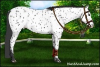 Horse Color:Black Near Leopard 