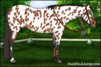 Horse Color:Bay Sabino Near Leopard 