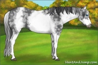 Horse Color:White Spotted Blue Roan Splash Frame Appaloosa 