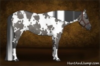 Horse Color:White Spotted Grullo Roan 