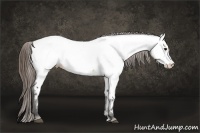 Horse Color:Buckskin Dun Appaloosa Brindle
