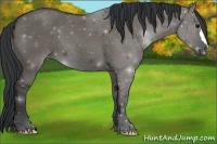 Horse Color:Grullo 