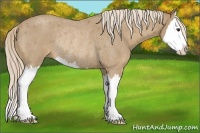 Horse Color:Palomino Roan Splash Rabicano