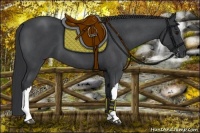 Horse Color:Blue Roan 