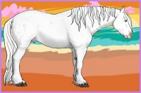 Horse Color:White Spotted Chocolate Silver Bay Pearl Appaloosa Rabicano