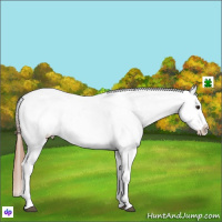 Horse Color:White Spotted Chestnut Appaloosa 