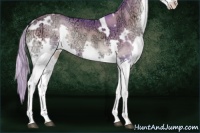 Horse Color:Watercolor White Spotted Silver Blue Onyx Ice Pearl Splash 