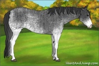 Horse Color:White Spotted Blue Roan Rabicano  and White Spotted Blue Roan Rabicano 