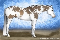 Horse Color:White Spotted Brown Dun Splash 