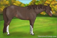 Horse Color:Liver Red Roan 