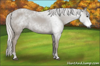 Horse Color:Gray Palomino