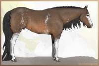 Horse Color:White Spotted Buckskin 