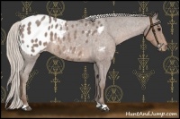 Horse Color:Silver Blue Roan Appaloosa 
