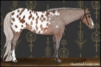 Horse Color:Silver Brown Appaloosa 
