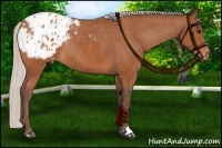 Horse Color:Silver Bay Appaloosa Rabicano