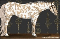 Horse Color:Palomino Near Leopard 