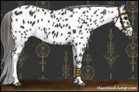 Horse Color:Black Appaloosa