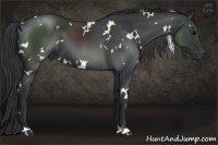 Horse Color:White Spotted Black 