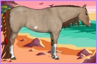 Horse Color:Red Dun Roan Splash Frame Rabicano