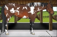 Horse Color:White Spotted Bay 