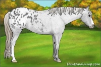 Horse Color:Smoky Blue Roan Appaloosa 
