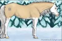 Horse Color:Silver Classic Champagne Dun Splash 