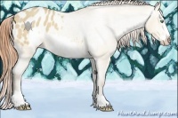 Horse Color:Amber Cream Champagne Roan Dun Frame Appaloosa 