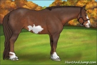 Horse Color:Liver Chestnut Frame 