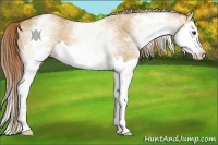 Horse Color:White Spotted Red Dun Splash 