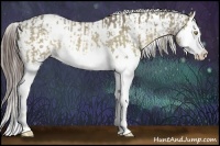 Horse Color:White Spotted Chocolate Palomino Dun Splash Rabicano  and White Spotted Liver Red Dun Splash Rabicano 