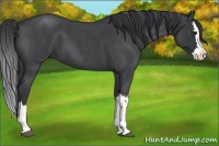 Horse Color:Blue Roan Splash 