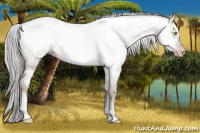 Horse Color:Gray Amber Champagne Roan Frame Rabicano 