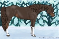 Horse Color:Liver Chestnut 