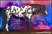 Horse Color:Buckskin Near Leopard 