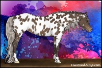 Horse Color:Silver Bay Appaloosa 
