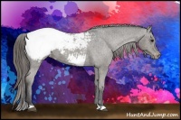 Horse Color:Smoky Grullo Appaloosa 