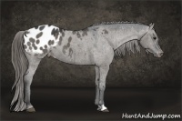 Horse Color:Smoky Grullo Appaloosa 