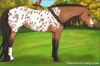 Horse Color:Bay Appaloosa