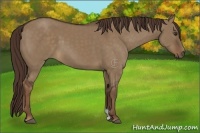 Horse Color:Liver Red Dun 