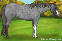 Horse Color:Smoky Blue Roan Varnish 